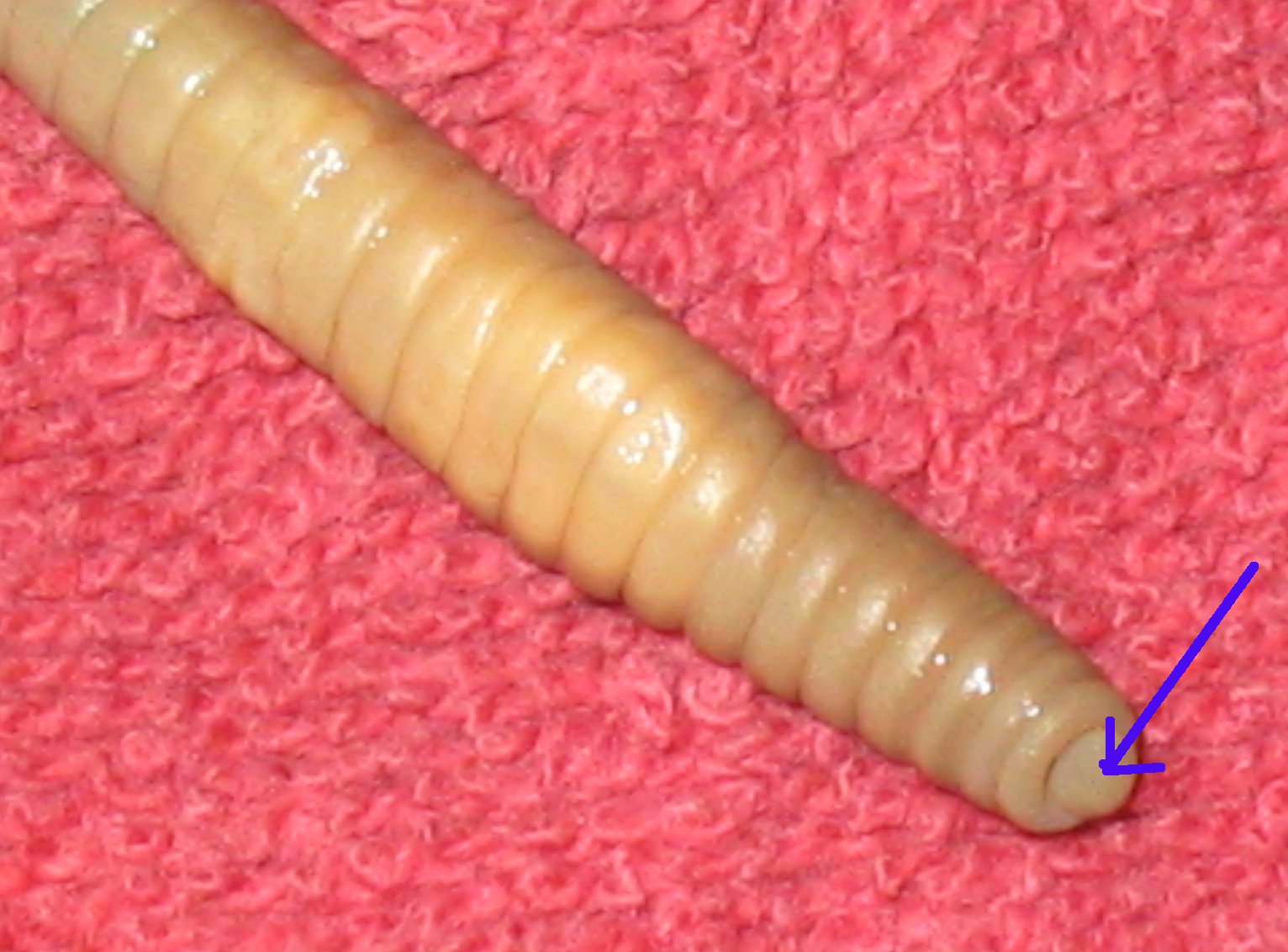 Earthworm Mouth Function 74