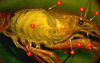 ZOOLOGY PRACTICE SEMESTER TEST