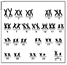 mitosis practice test